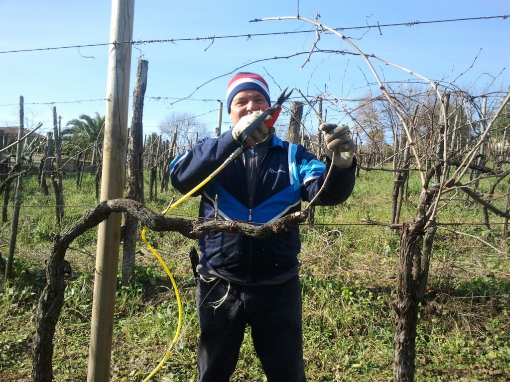 potatura a secco in vigneto