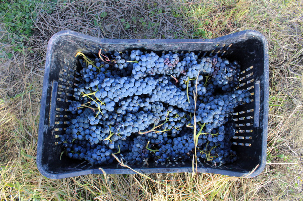 Cassetta di Aglianico