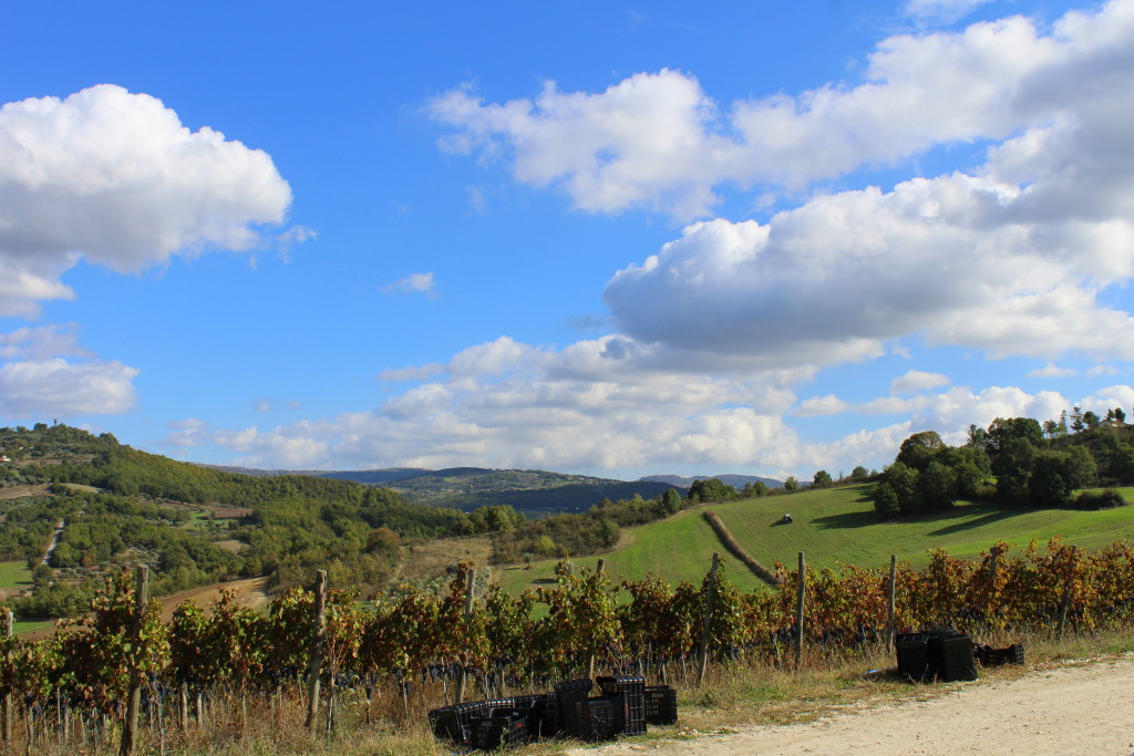 Vigneto di Aglianico durante la vendemmia