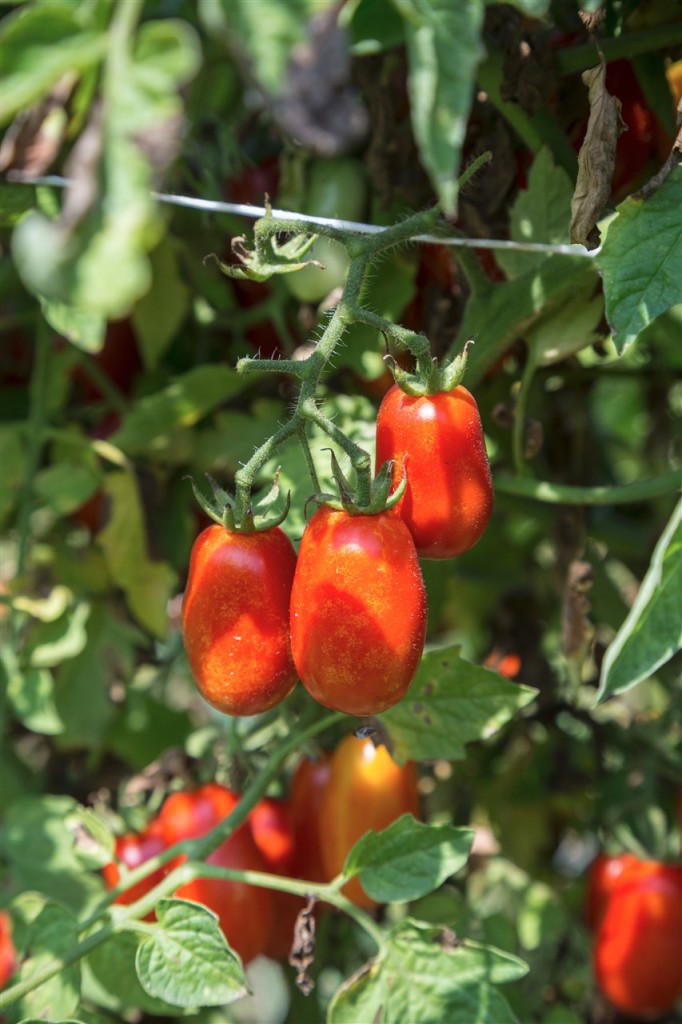 pomodoro-cannellino-flegreo-2